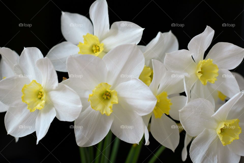 Flower, Easter, Flora, Nature, Daffodil