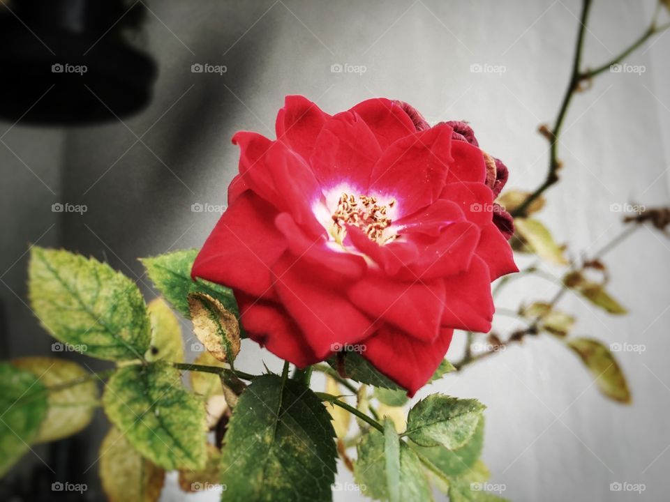 A lone red rose in the my garden. Beautiful, delicate and elegant, it demands respect and its rightful place among other flowers.