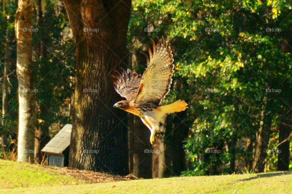 Hawk in Flight