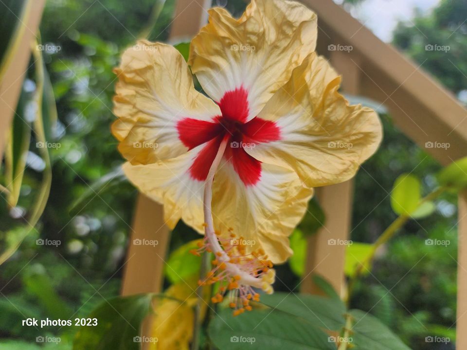 spring exotic Tropical hibiscus
