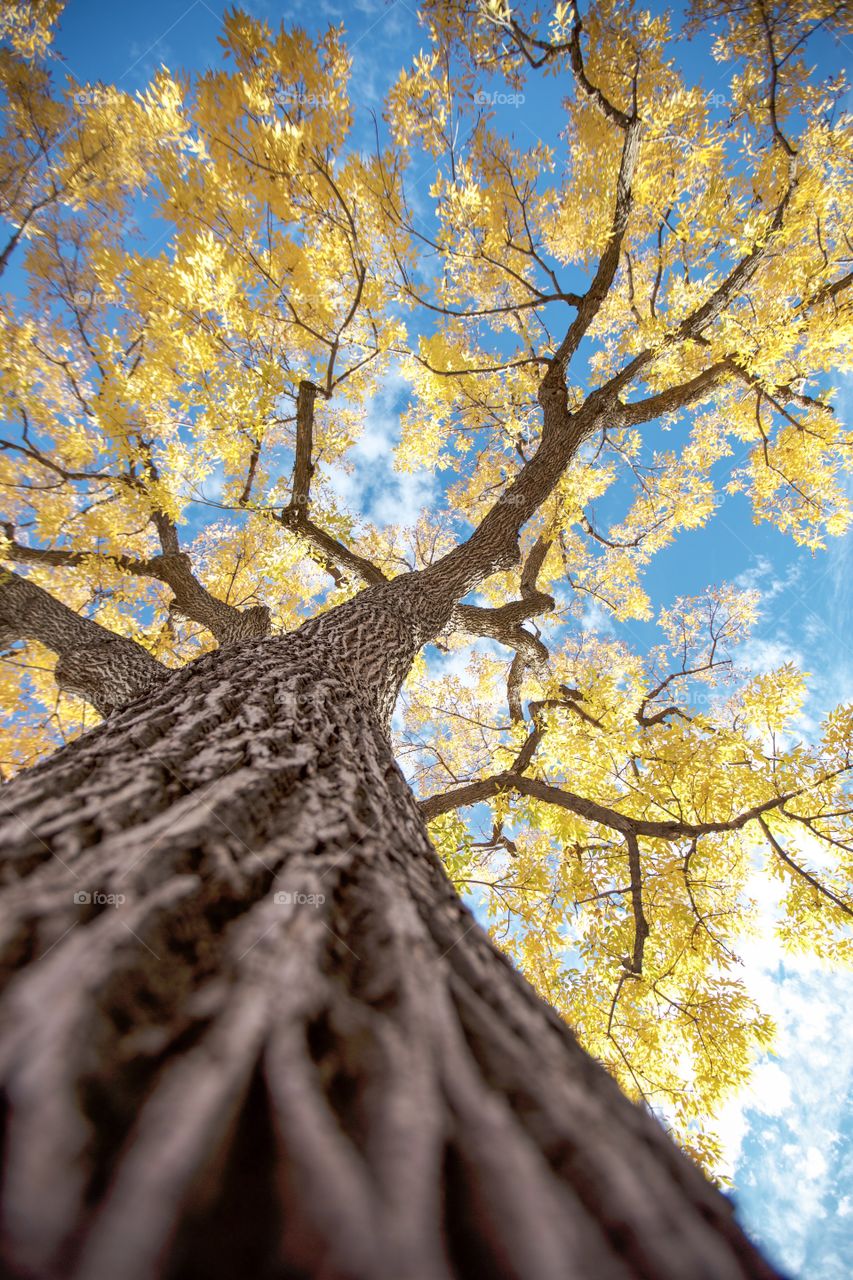 Giant tree during fall season 