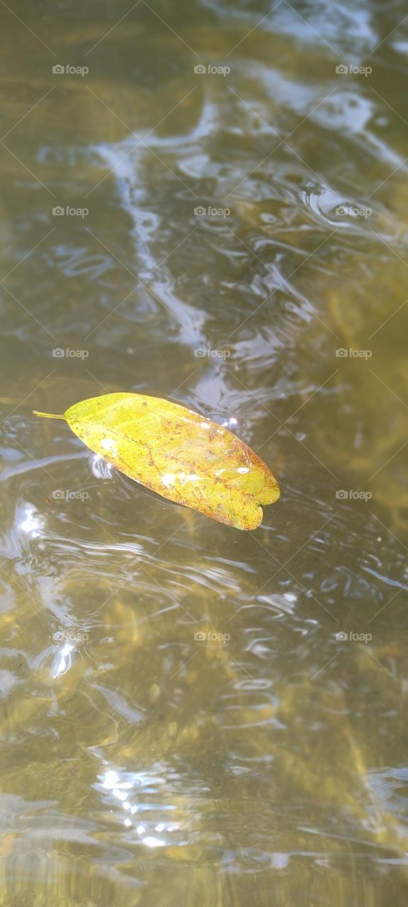 leaf in water