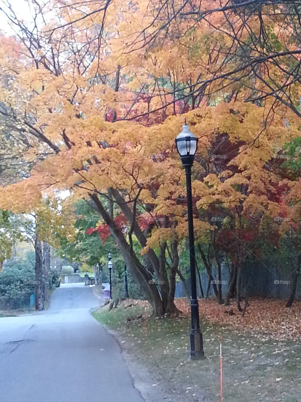 Tree, Fall, Road, Nature, Leaf