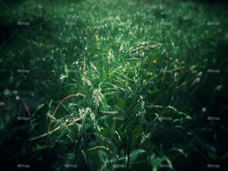 morning grass