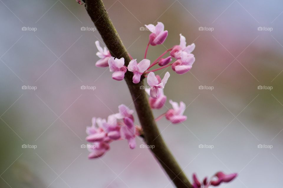 Simplicity and Beauty Combined 