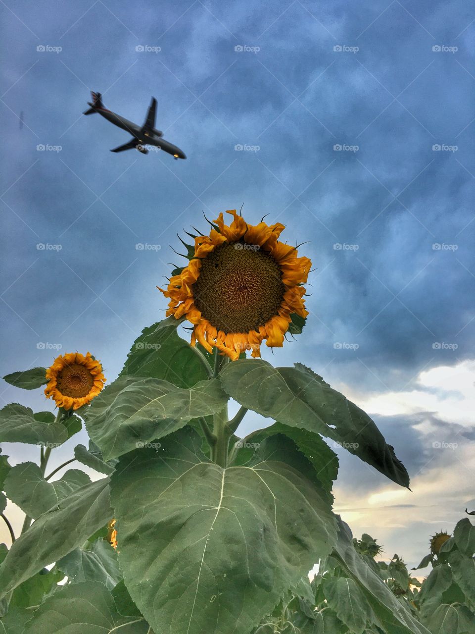 Runway Sunflower 