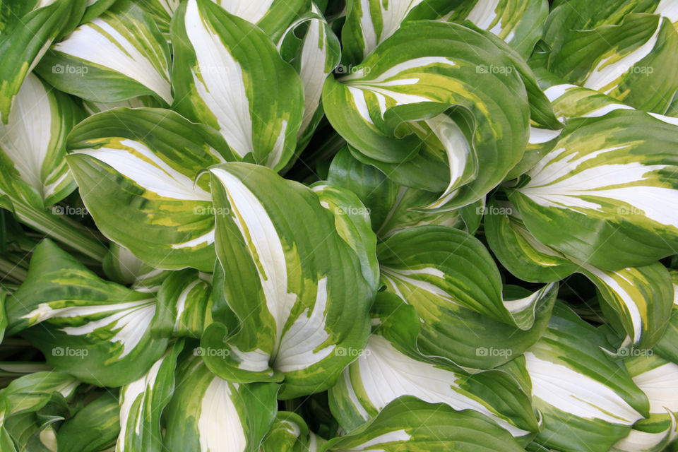 hosta