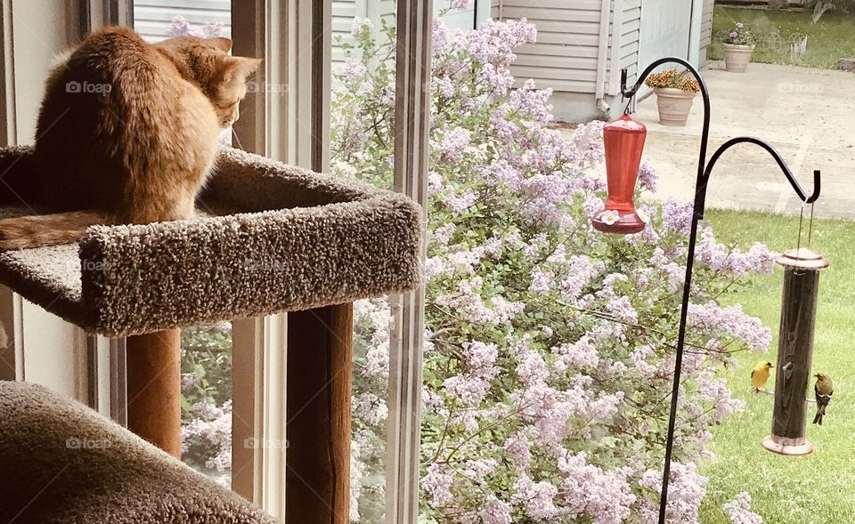 Darling orange tabby kitty cat intently watching two yellow finches out on bird feeder in front window! 