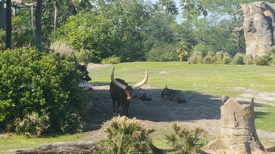 An Anclote Cattle roam free at Animal Kingdom at the Walt Disney World Resort in Orlando, Florida.