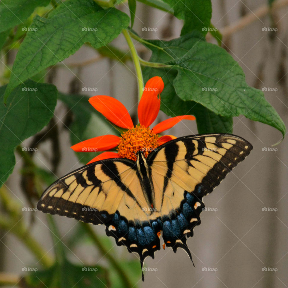 Marco photography: It's all about getting down and getting dirty. There is nothing more satisfying than to make a object such as an insect, rock, or flower into a Macro photograph!