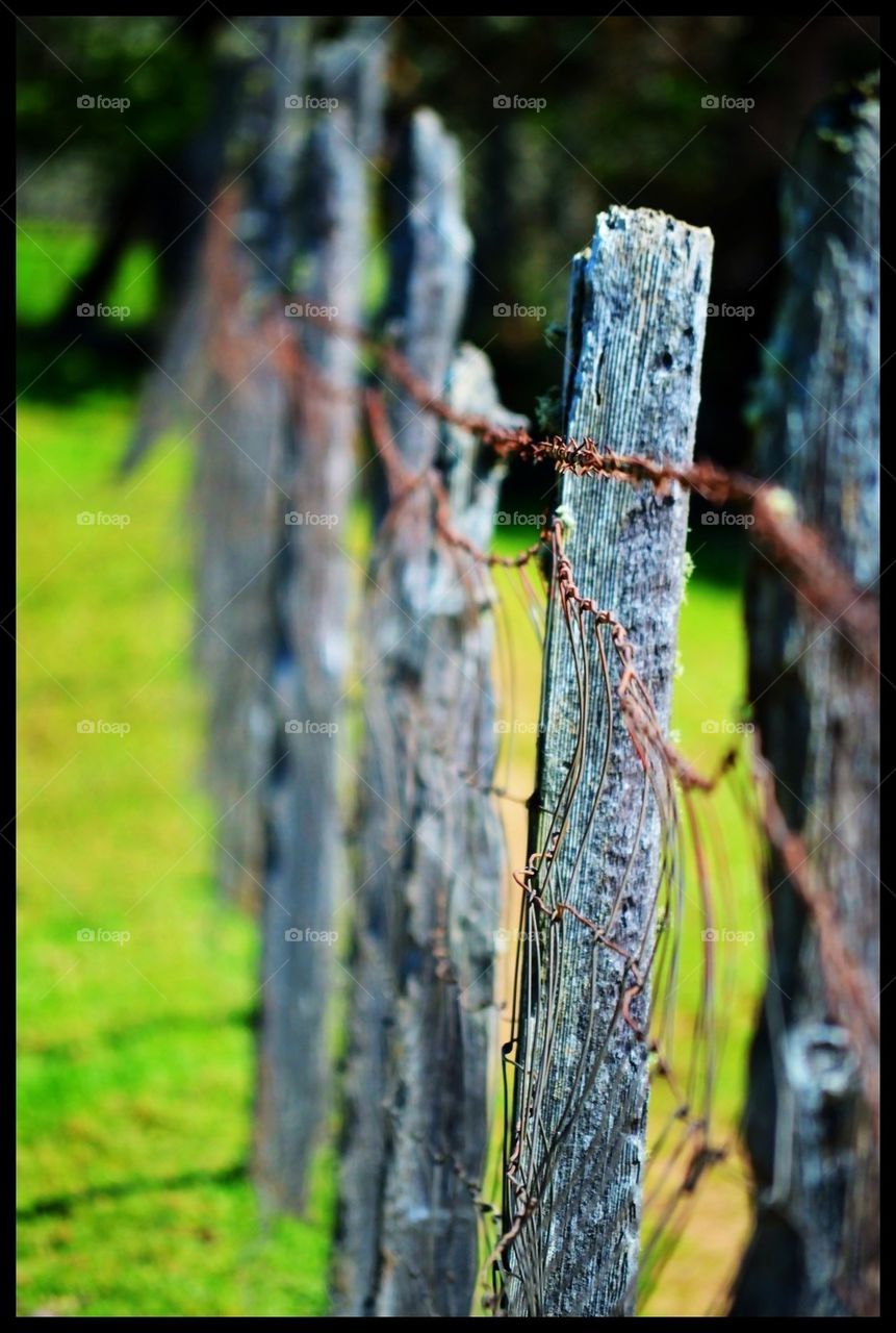 Fence line