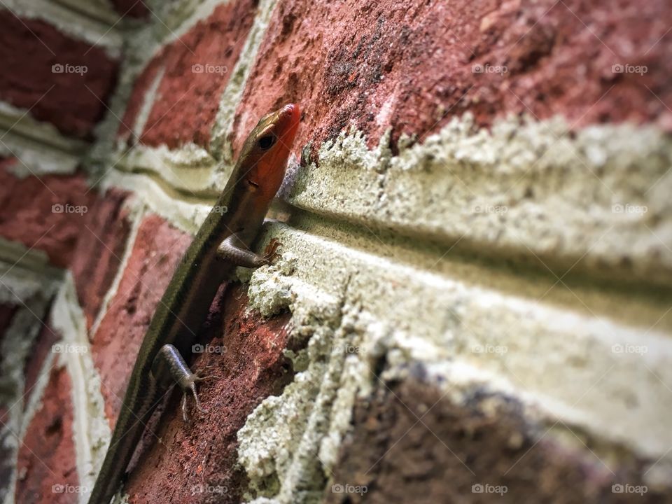 This blue tailed skink showed up on the wall by my front porch. I had to be sneaky but I managed to get the shot before he decided to blast off.