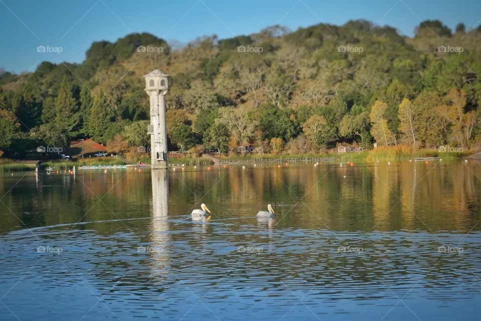 pelicans