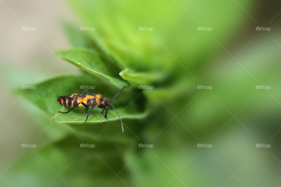 bug