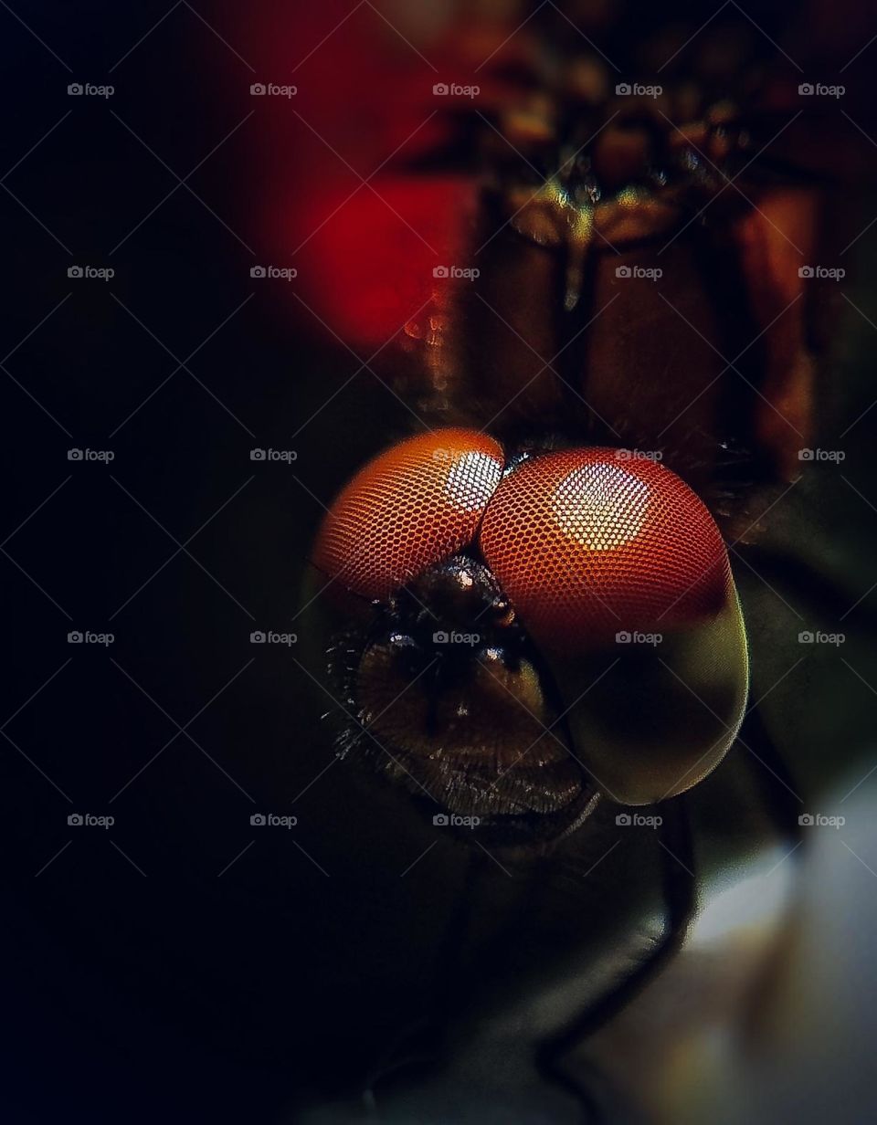 This dragonfly came up to me. He was hovering right in front of my face, and I was really examining him, thinking, How does he see me? I became enlightened.