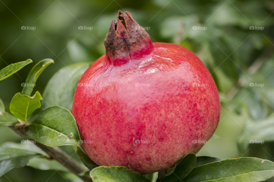 Seasoned pomegranate 
Delicious 