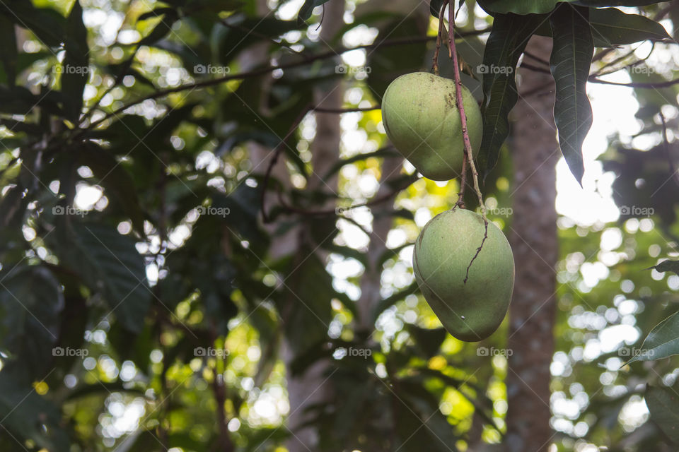 Raw mangoes on tree