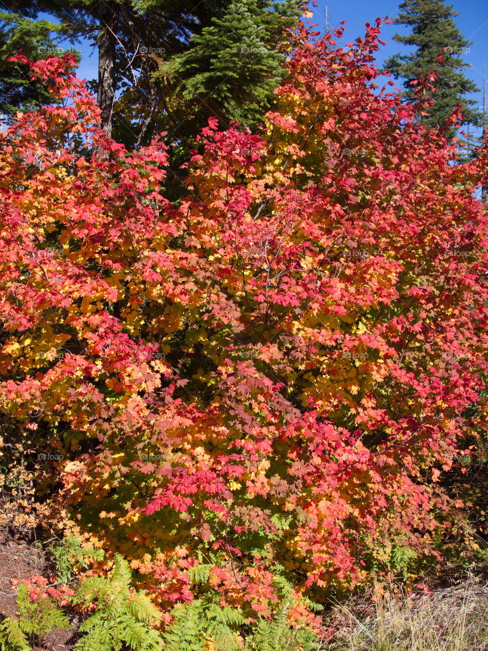 Maple leaves in their brilliant fall colors in the forests of Oregon 