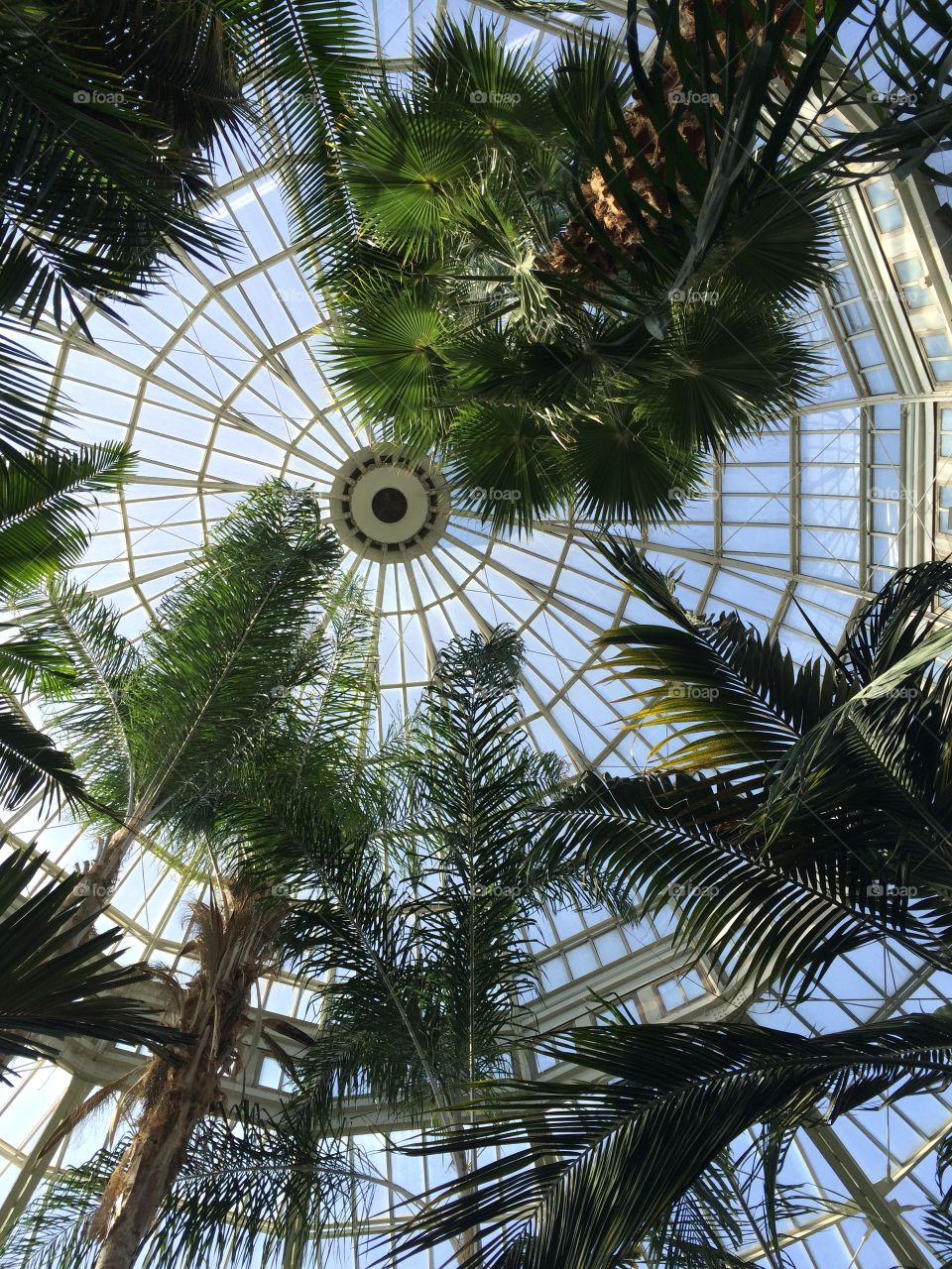 Low angle view of ceiling with trees