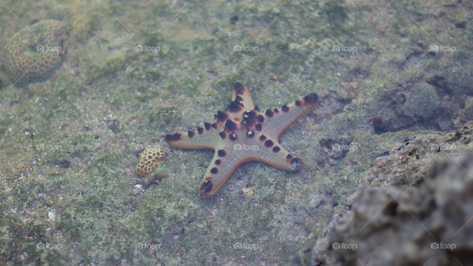 starfish