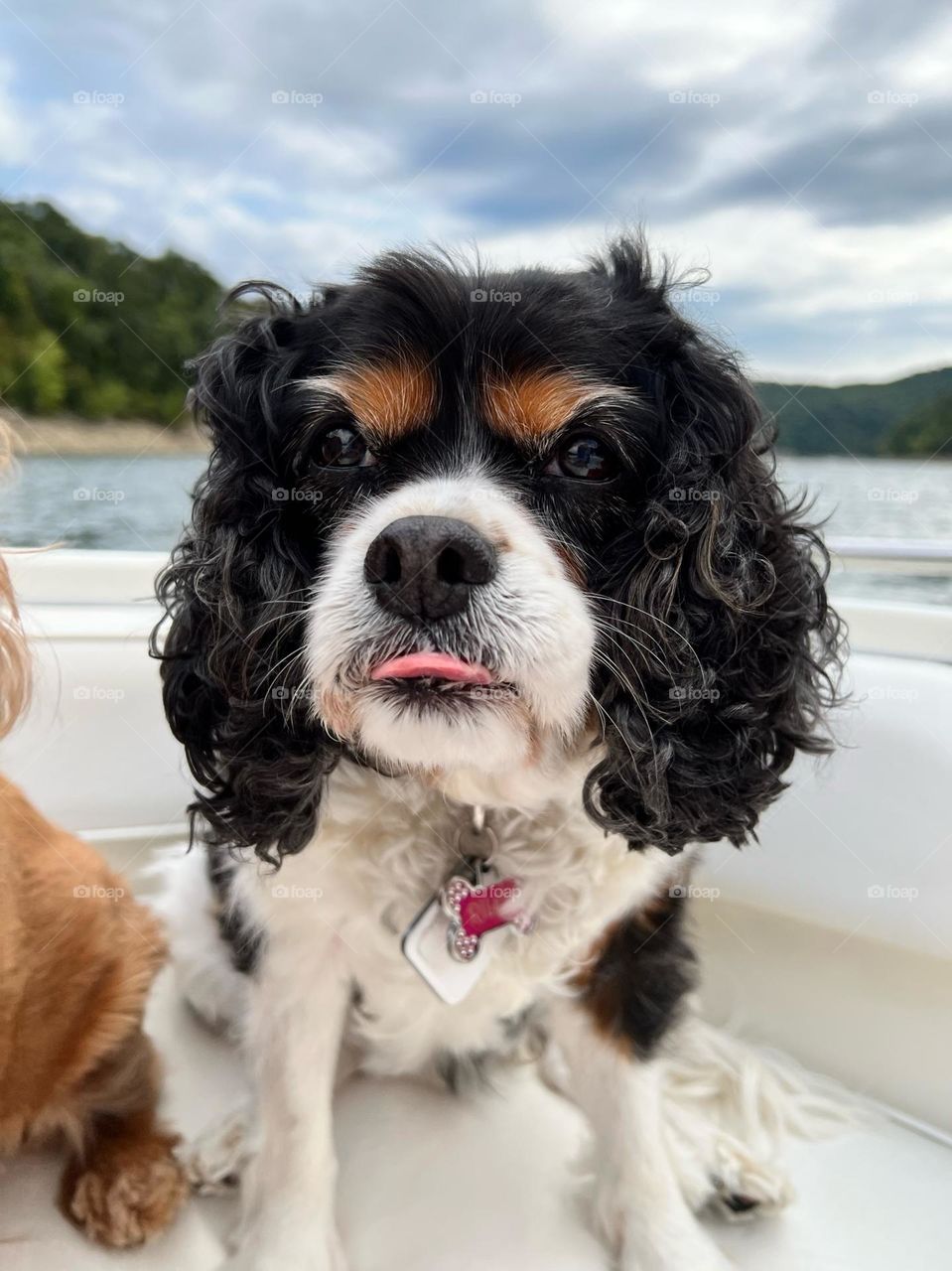 Cute tricolor Cavalier King Charles Spaniel sticking out her tongue 