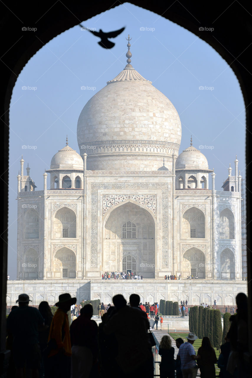 Taj Mahal Pigeon