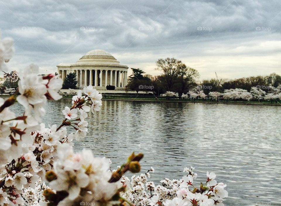 Cherry blossom in Washington DC, 2015