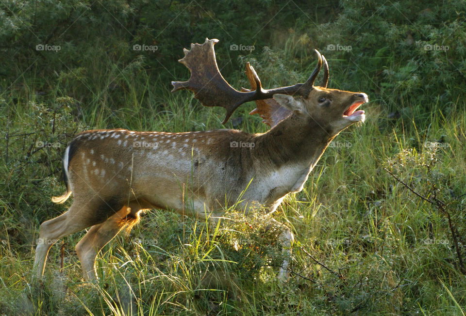 Bull call in the rut