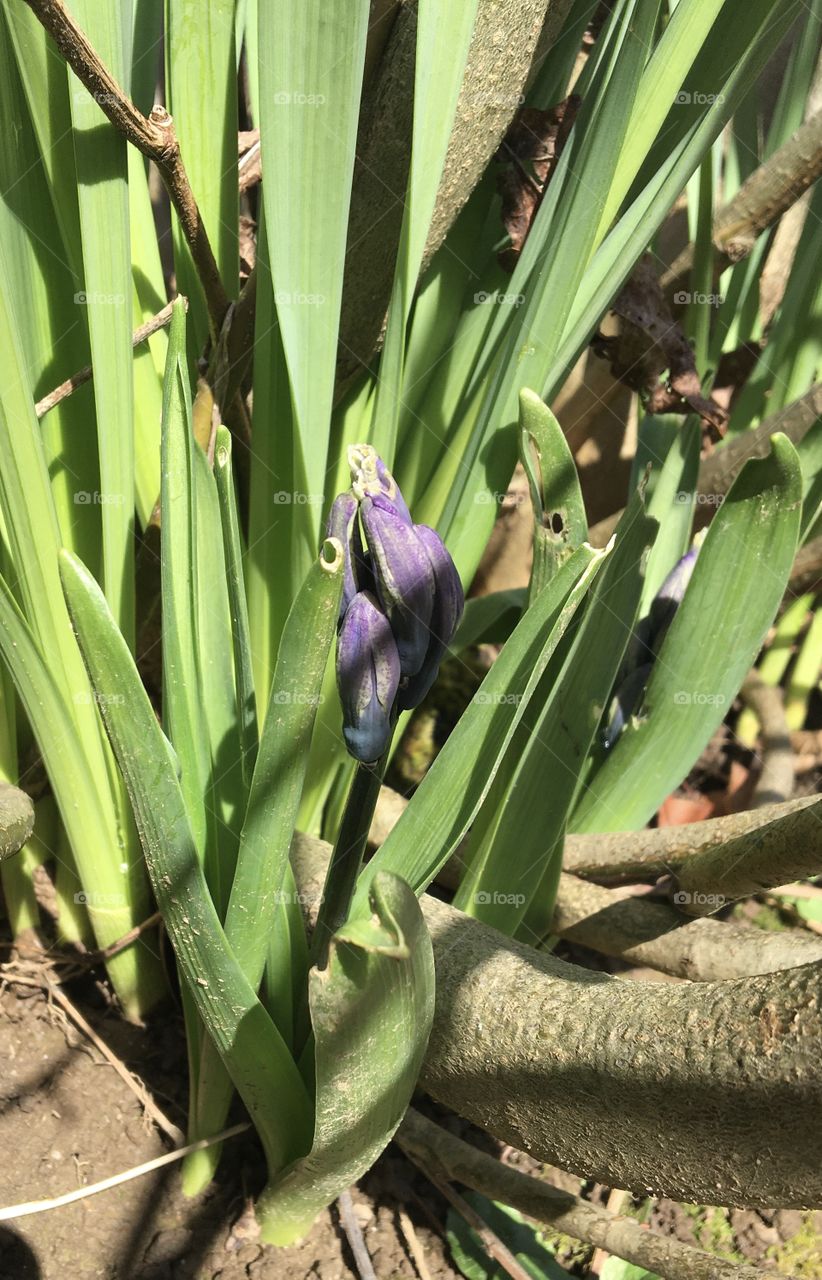 Growth of blue hyacinth 