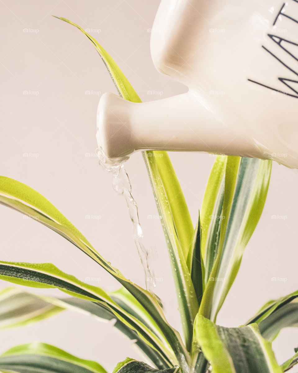 A watering can dropping water into a vibrant green house plant 