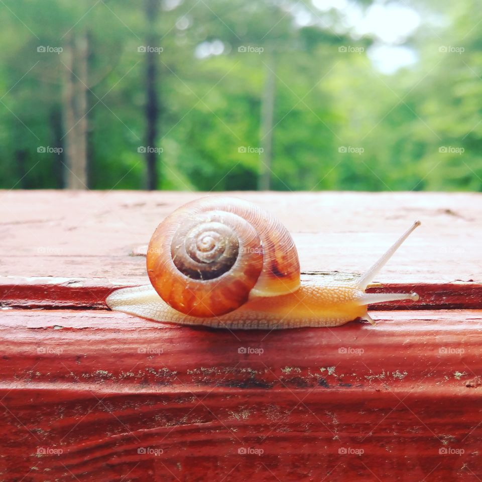 snail after the rain. he was so cute. he was traveling to the flower pot to hang out.