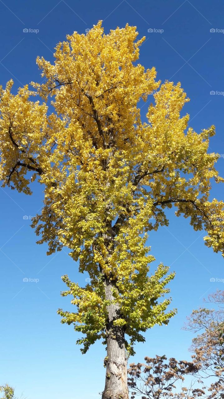 Tree with golden leaves in autumn fall in front of a blue sky
