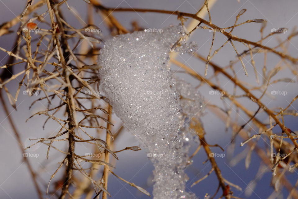 Snow on the dead plant. Winter season 