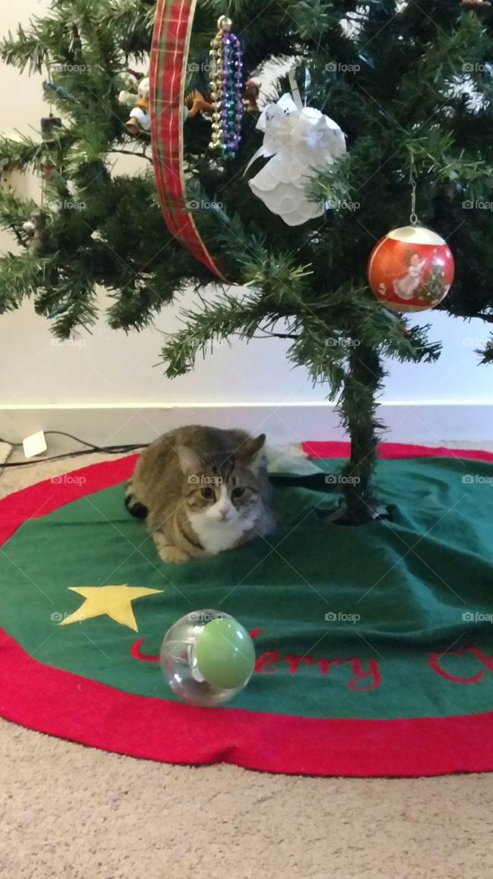 kitten under Christmas tree
