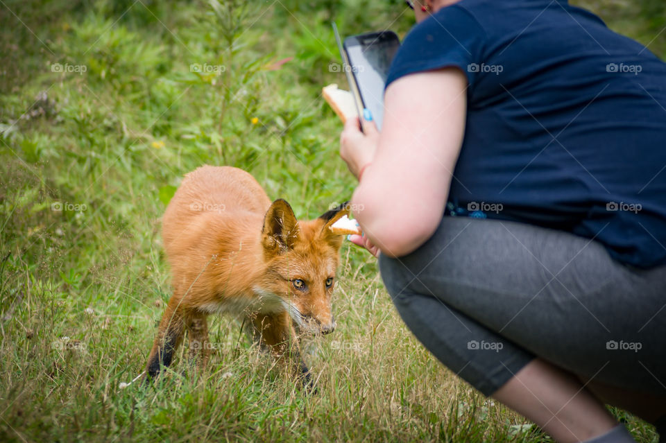 A woman in the forest lures a fox into a meal and takes it off to the phone