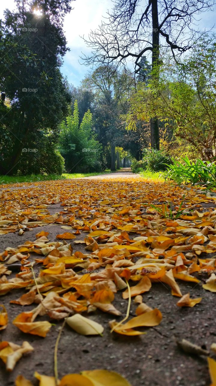 dried leaves are falling on the ground