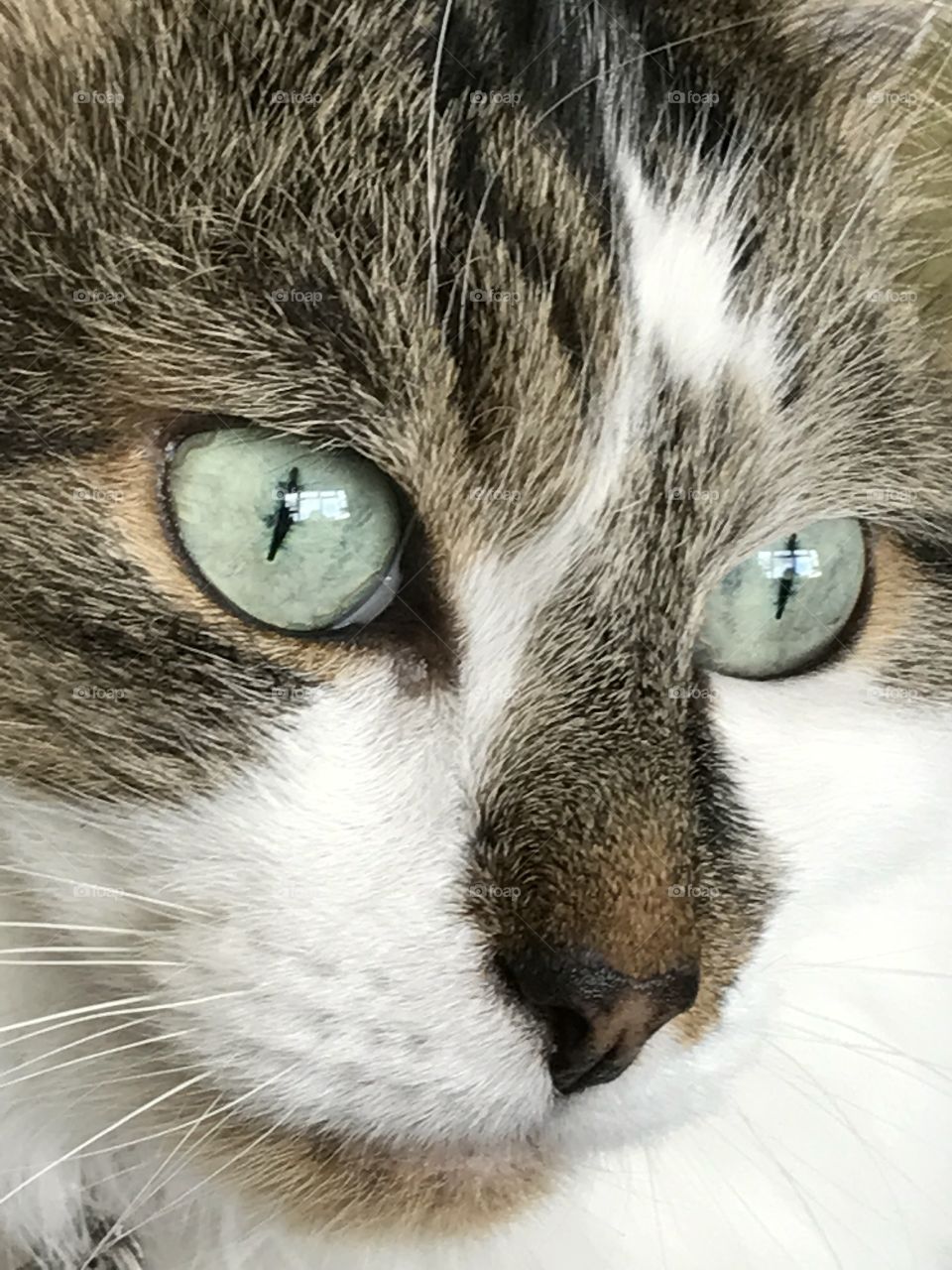 Kitty stare