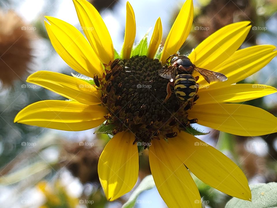 Subspecies Dianthidium curvatum sayi - Say's Curved Pebble Bee. Also known as the Texas Resin bee.