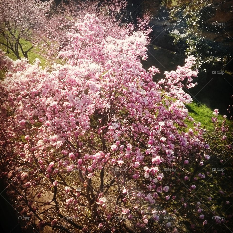 Spring in Milan
