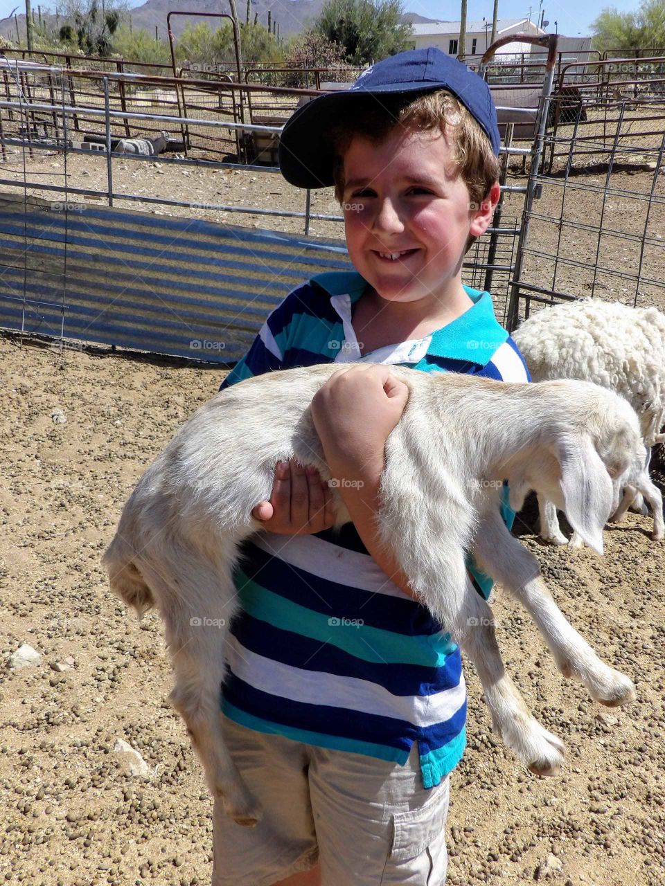 Holding a lamb