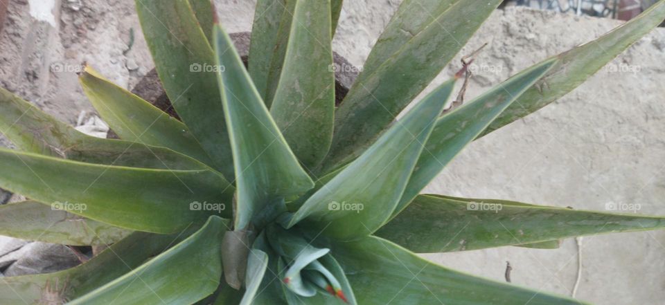 Agave plant
