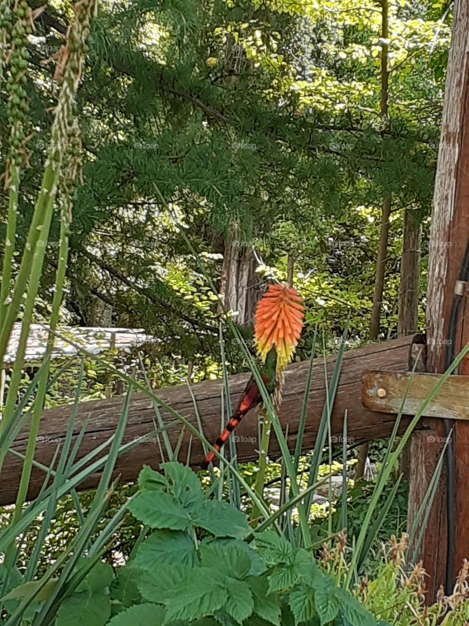 colibrí en una flor naranja