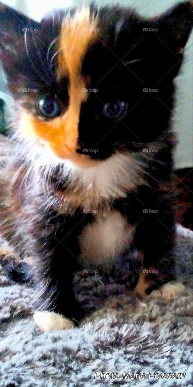 calico kitten