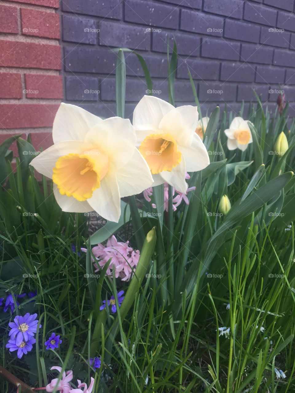 Pretty spring flowers 