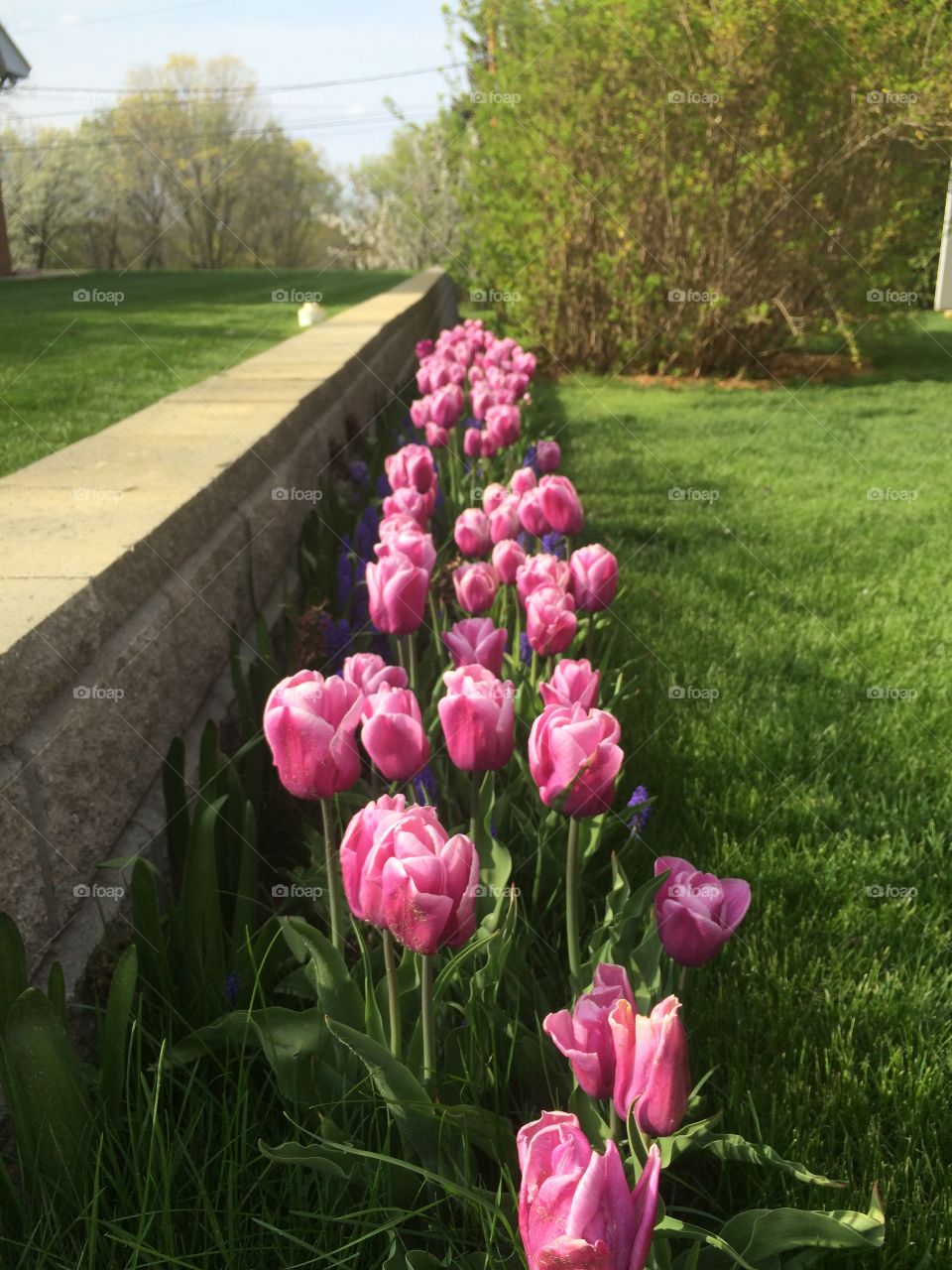 Pink Tulip wall