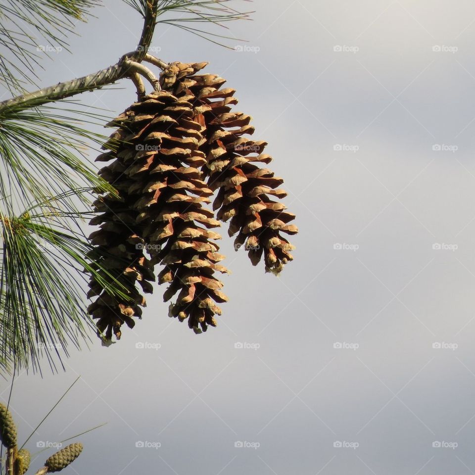 Pine cones