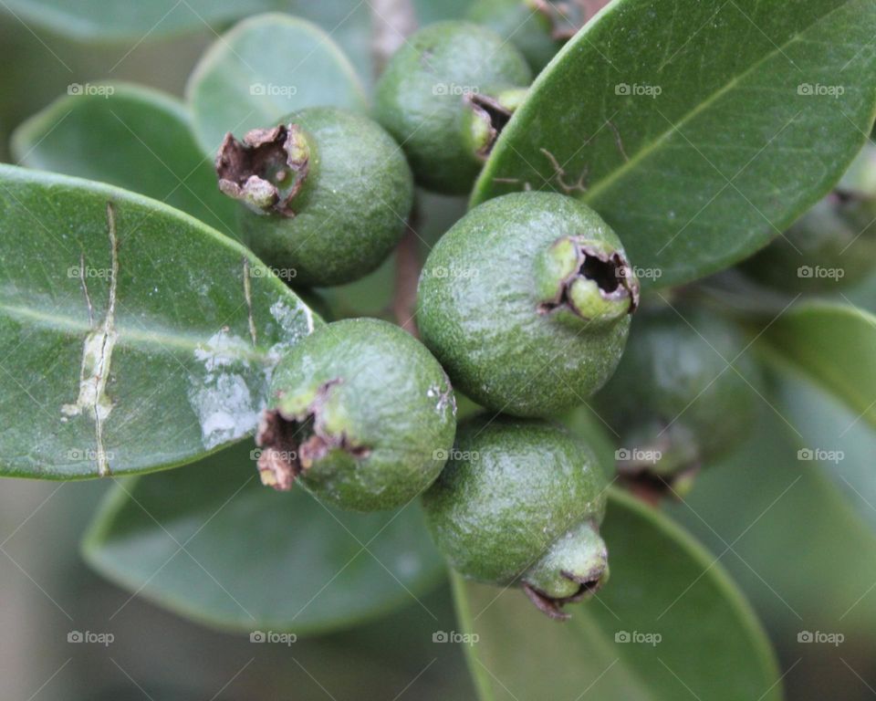 Brazilian guava close up