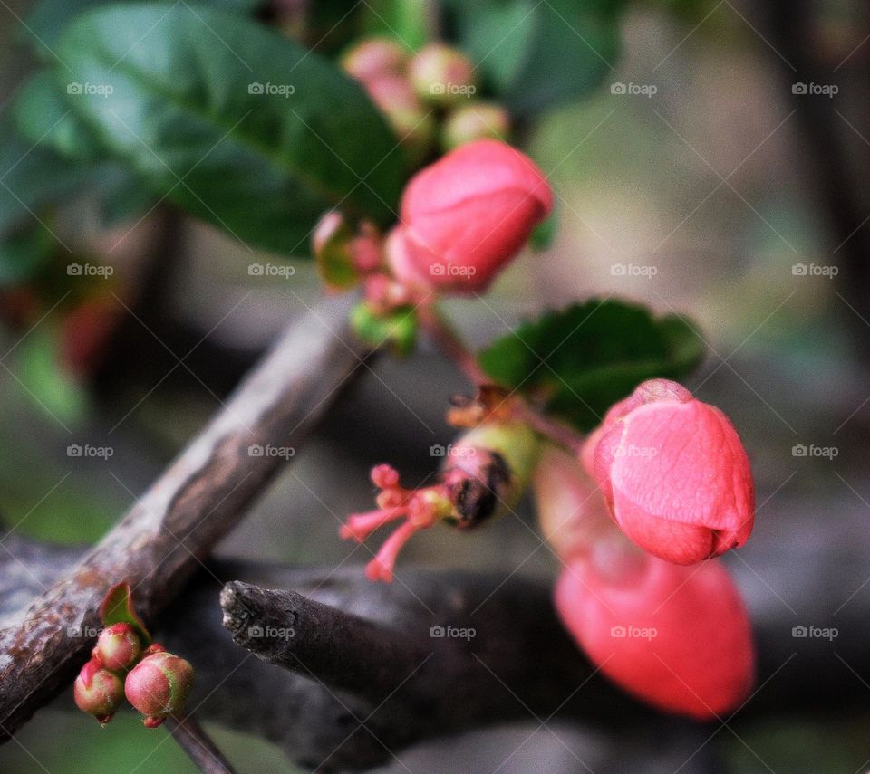 Japanese quince