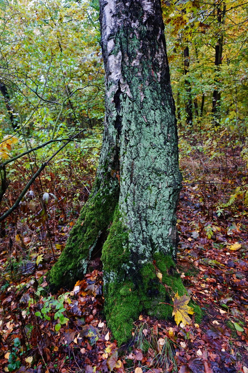 Close-up of tree trunk in autumn