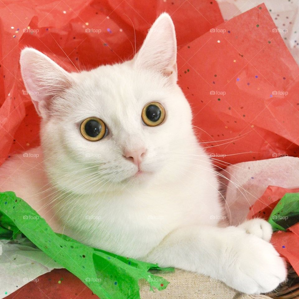 White cat in red white and green tissue paper 